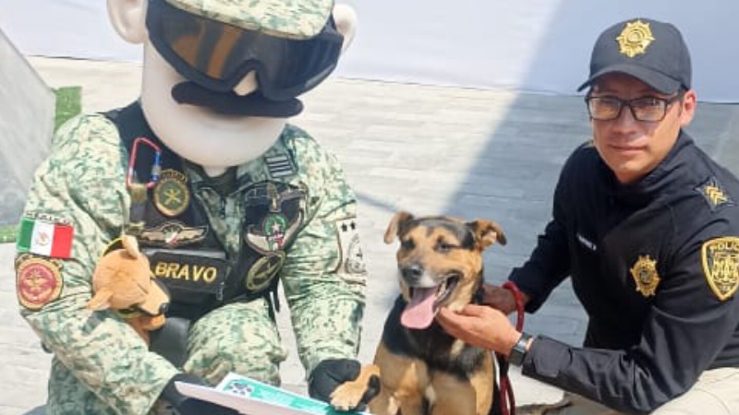 Cadete perro militar