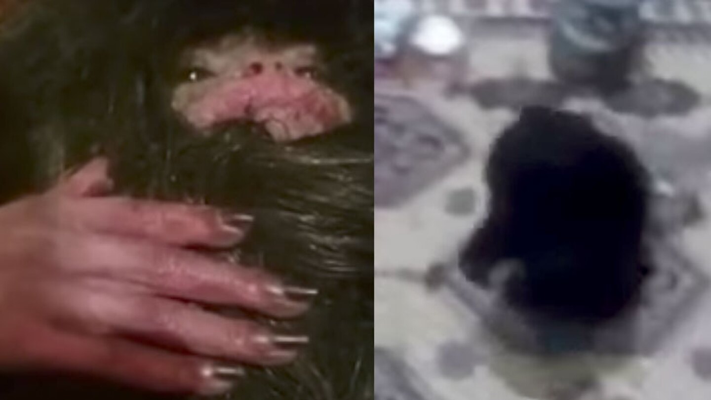 Captan y filman a una extraña criatura peluda