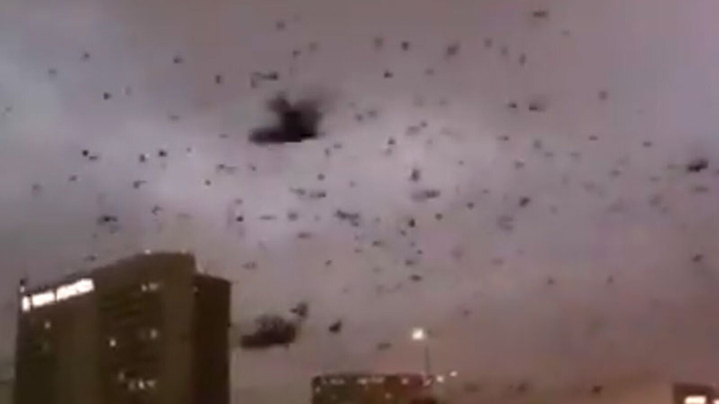 Parece salido de una escena de Alfred Hitchcock.