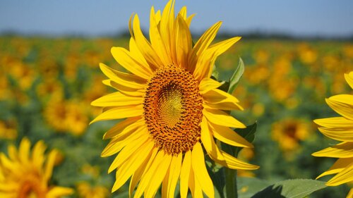 El aceite de girasol puede causar cáncer