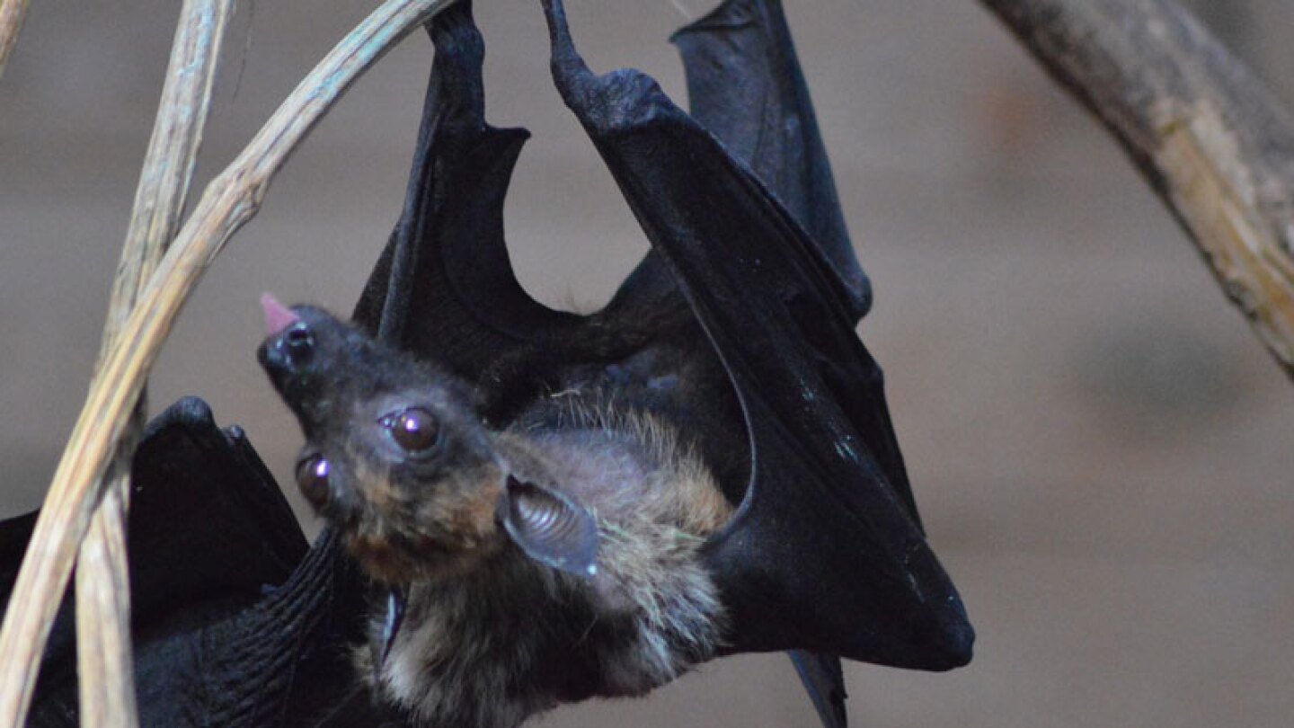 Venden más murciélago en China