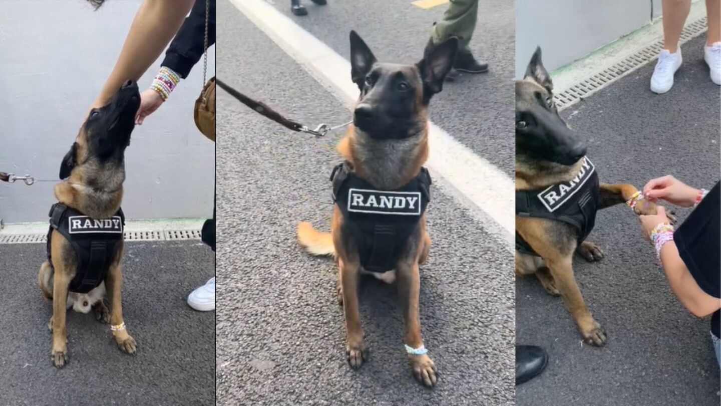 Perrito policía recibe ‘friendship bracelets’ en concierto de Taylor Swift y se hace viral
