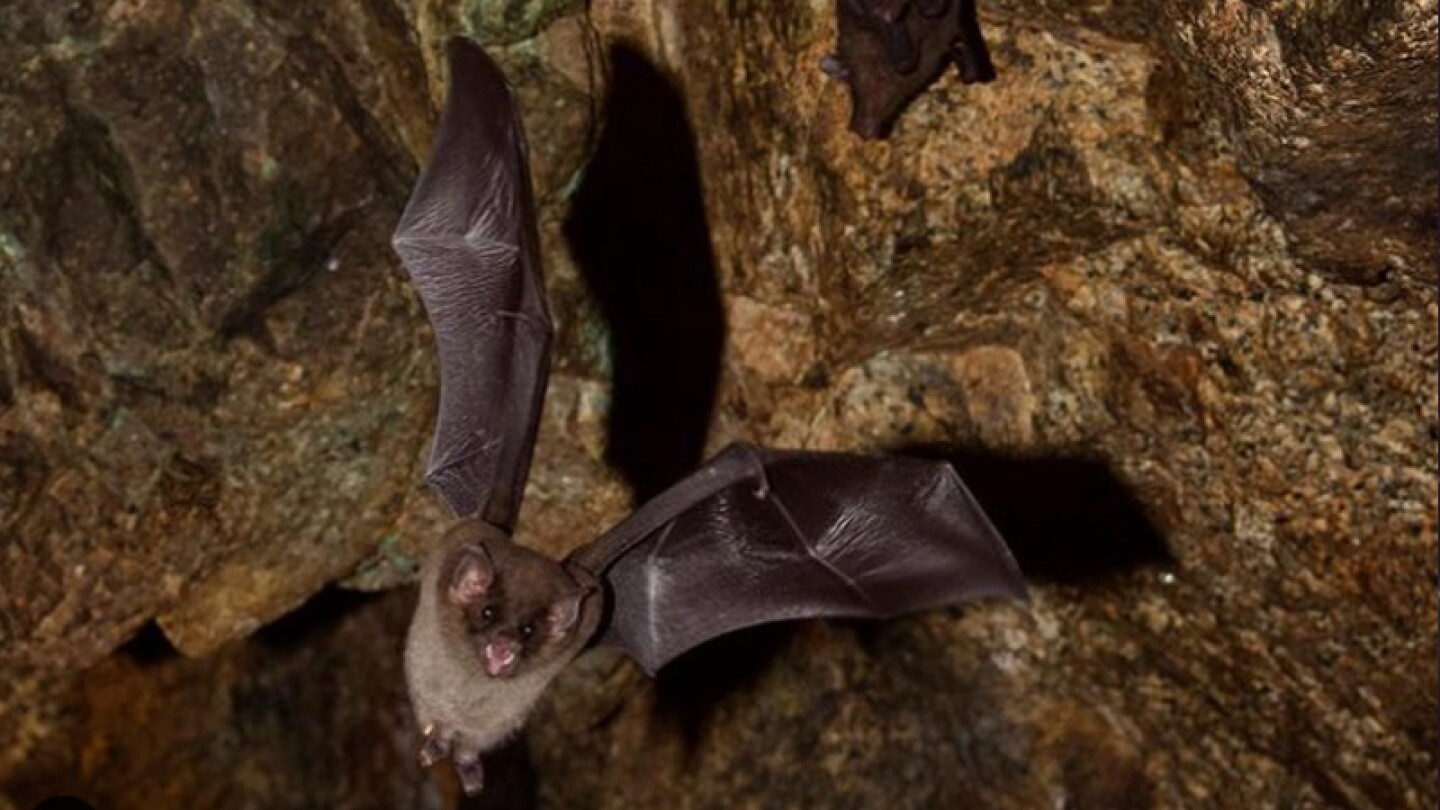 Los murciélagos habrían contagiado a otro animal y éste al humano
