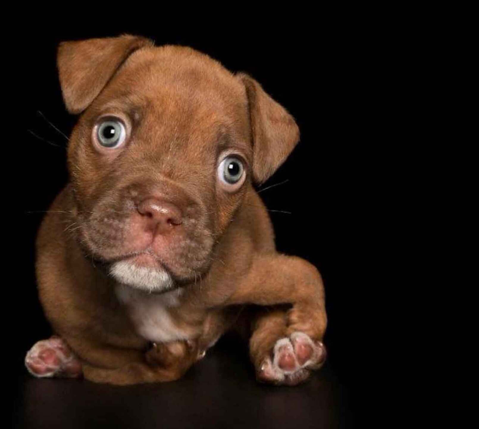 Hay más de 30 mascotas de diferentes partes de Australia.