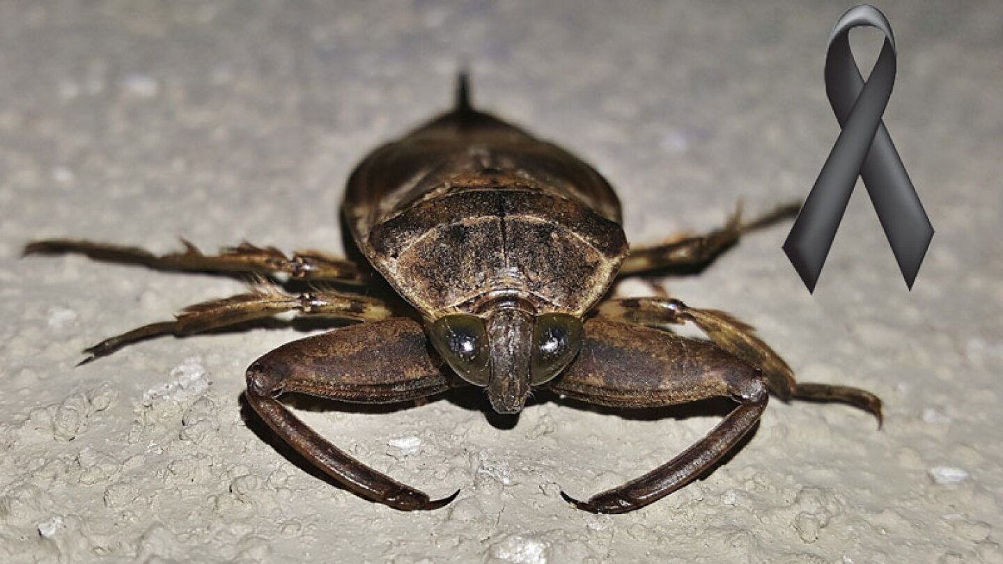 Modelo devorada por garrapatas