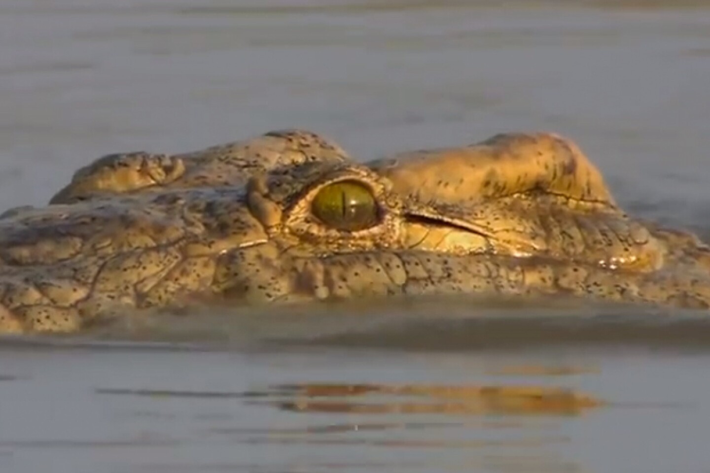Advierten presencia de cocodrilos.