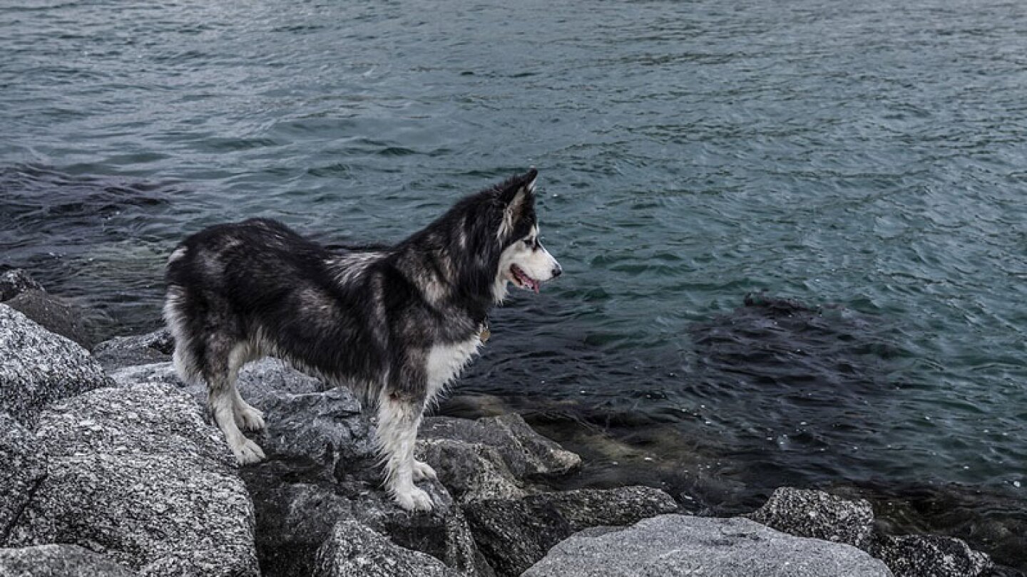 Perros se vuelven azules por tomar agua contaminada