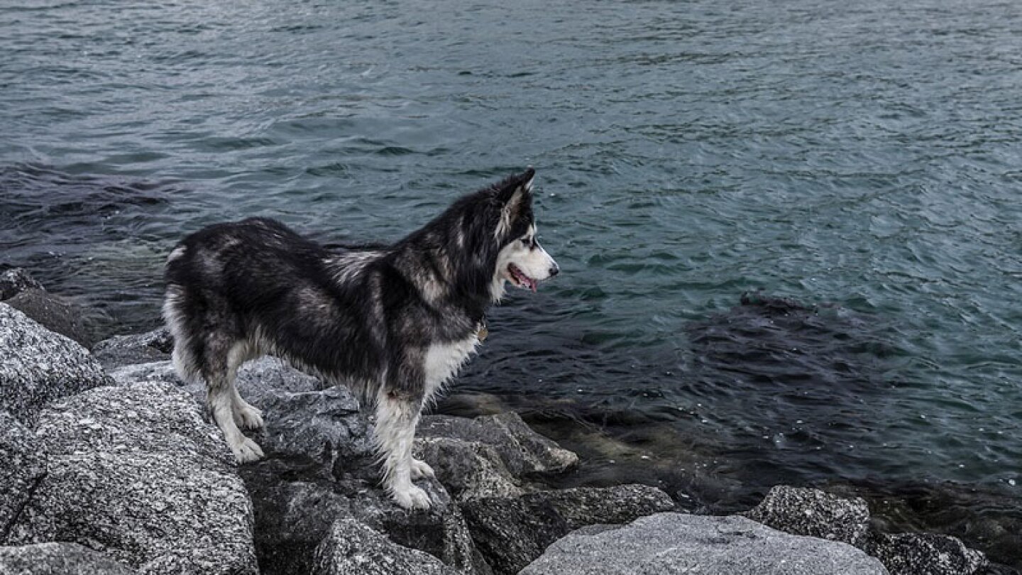 Perros se vuelven azules por tomar agua contaminada 