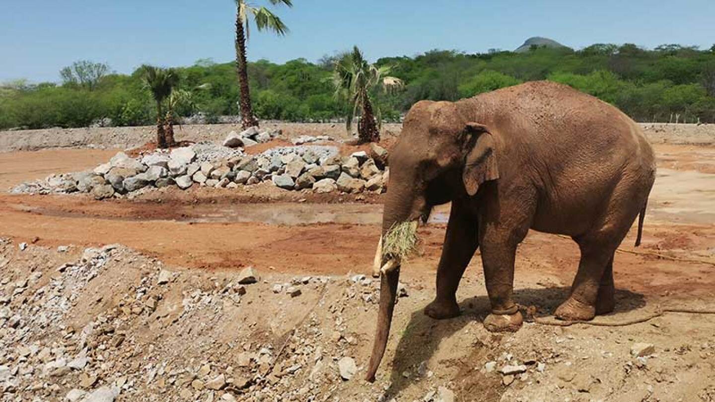 El elefante Big Boy es un elefante que ahita vive en Culiacán