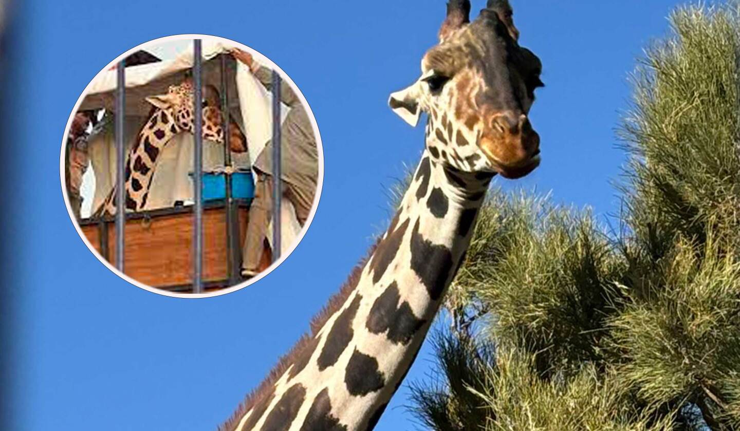 Jirafa Benito llega a Africam Safari en Puebla luego de 30 horas de camino ¡Ya está en casa!