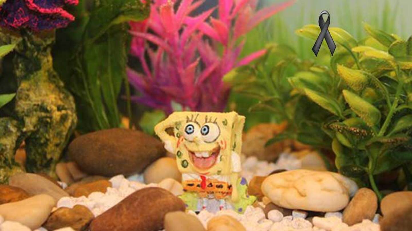 Los fanáticos lamentan la muerte del 'papá' de Bob Esponja.