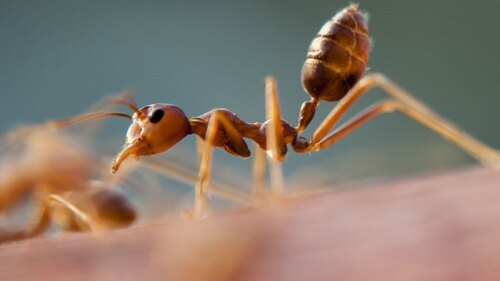 La hormiga intentó levantarla en más de una ocasión