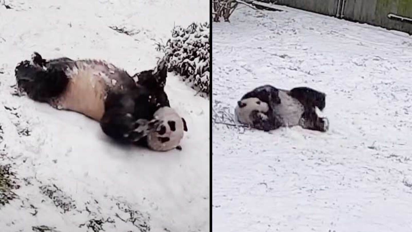 Pandas se divierten en la nieve