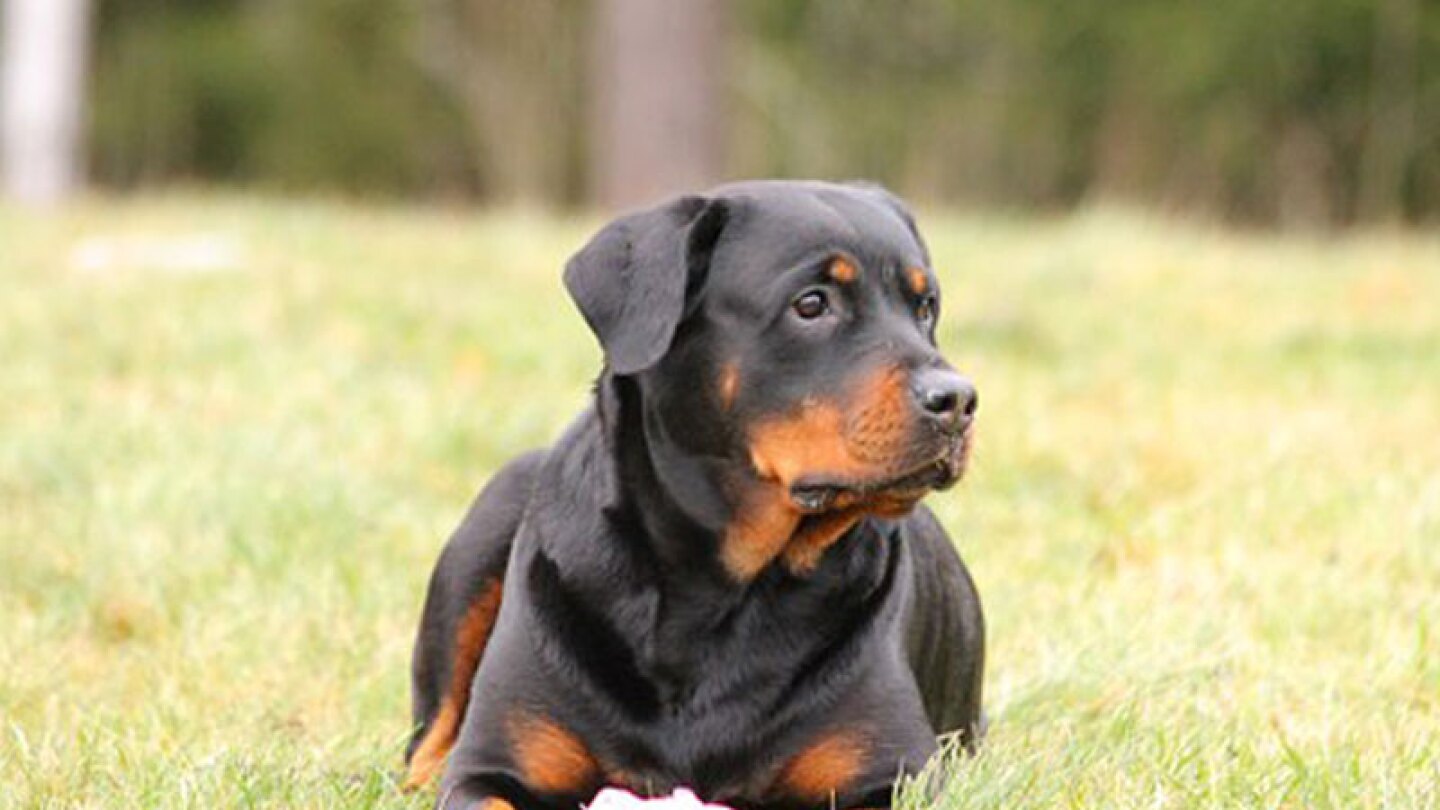 Un perro de raza rottweiler salvó a un bebé de morir de hipotermia.