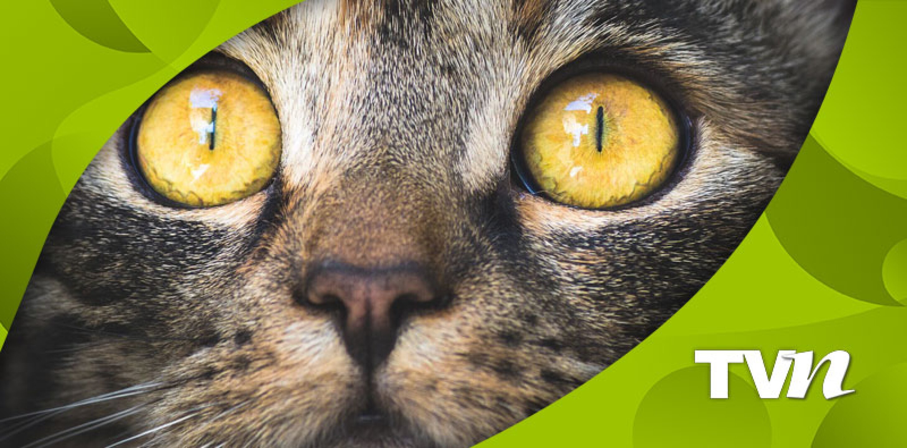 Pixabay / Imagen referencial