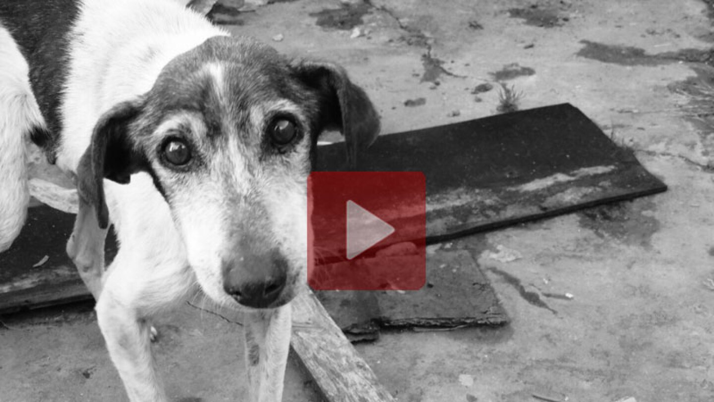 Perro muestra tierno gesto de agradecimiento