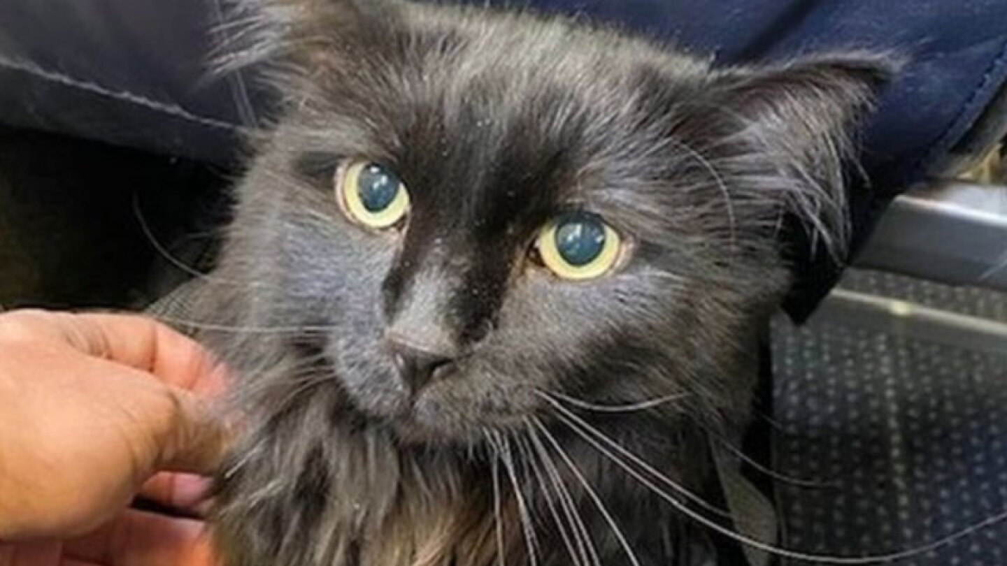 El propietario del felino creyó que nunca lo volvería a ver, hasta que recibió una sorpresiva llamada.