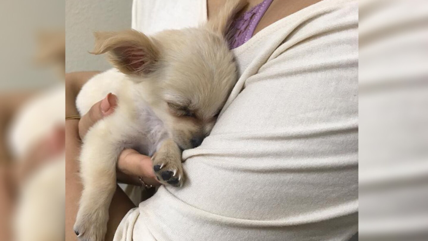 Cachorro abandonado.