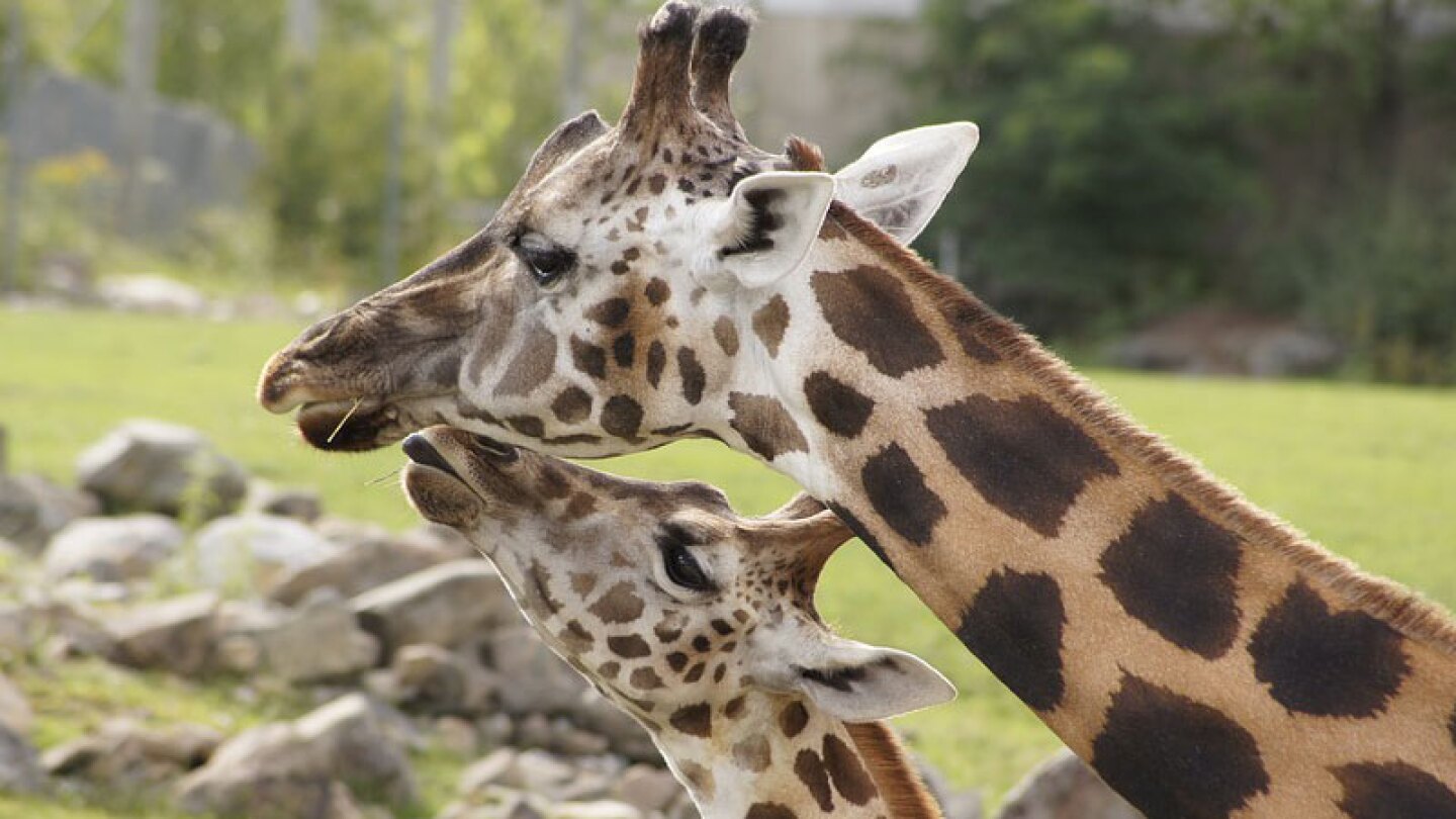 Anuncian nacimiento de otra jirafa en el Zoológico de Chapultepec