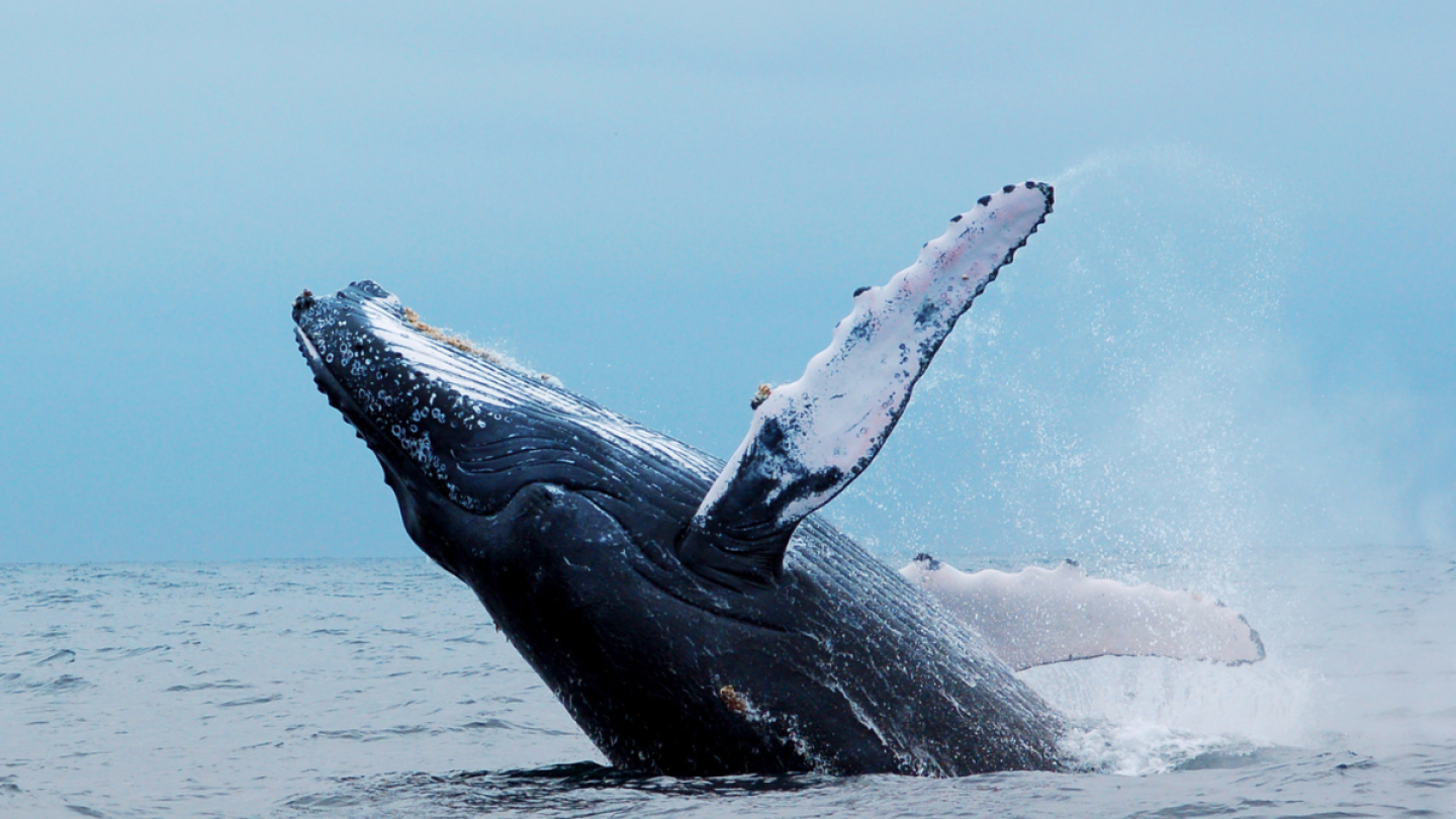 Ballena jorobada.png