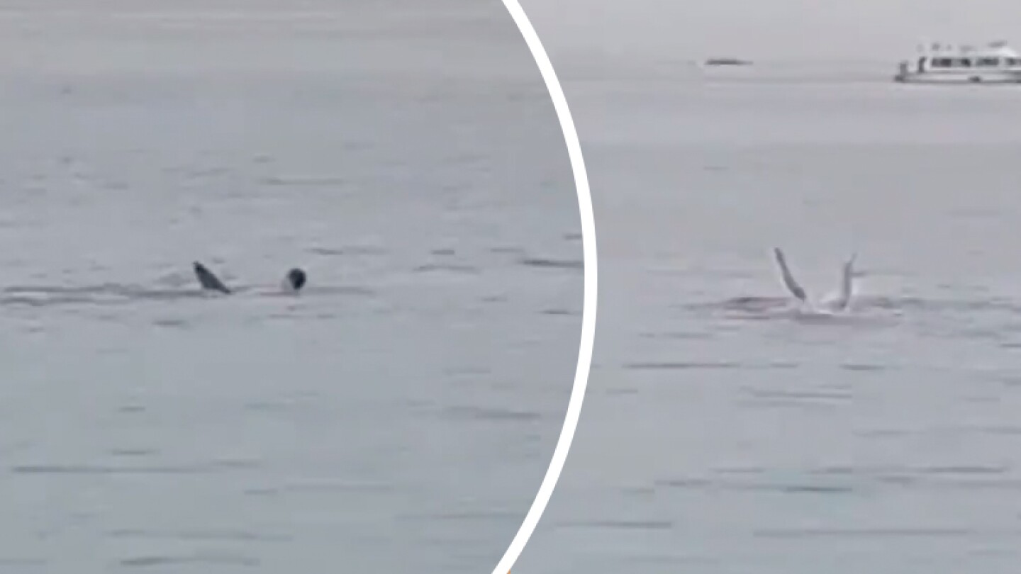 Tiburón ataca a joven en Egipto, momento exacto