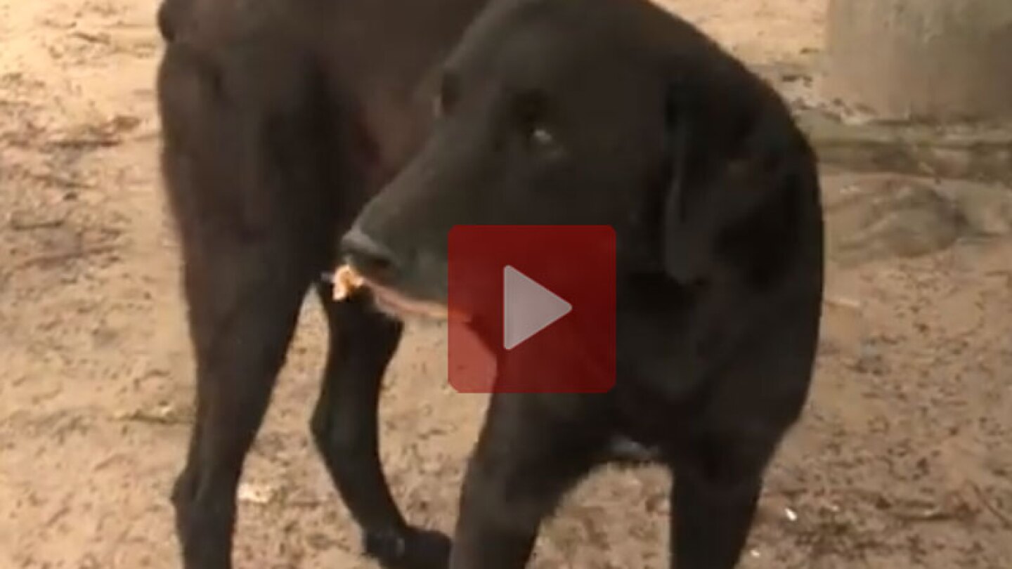 Este perrito compra sus galletas