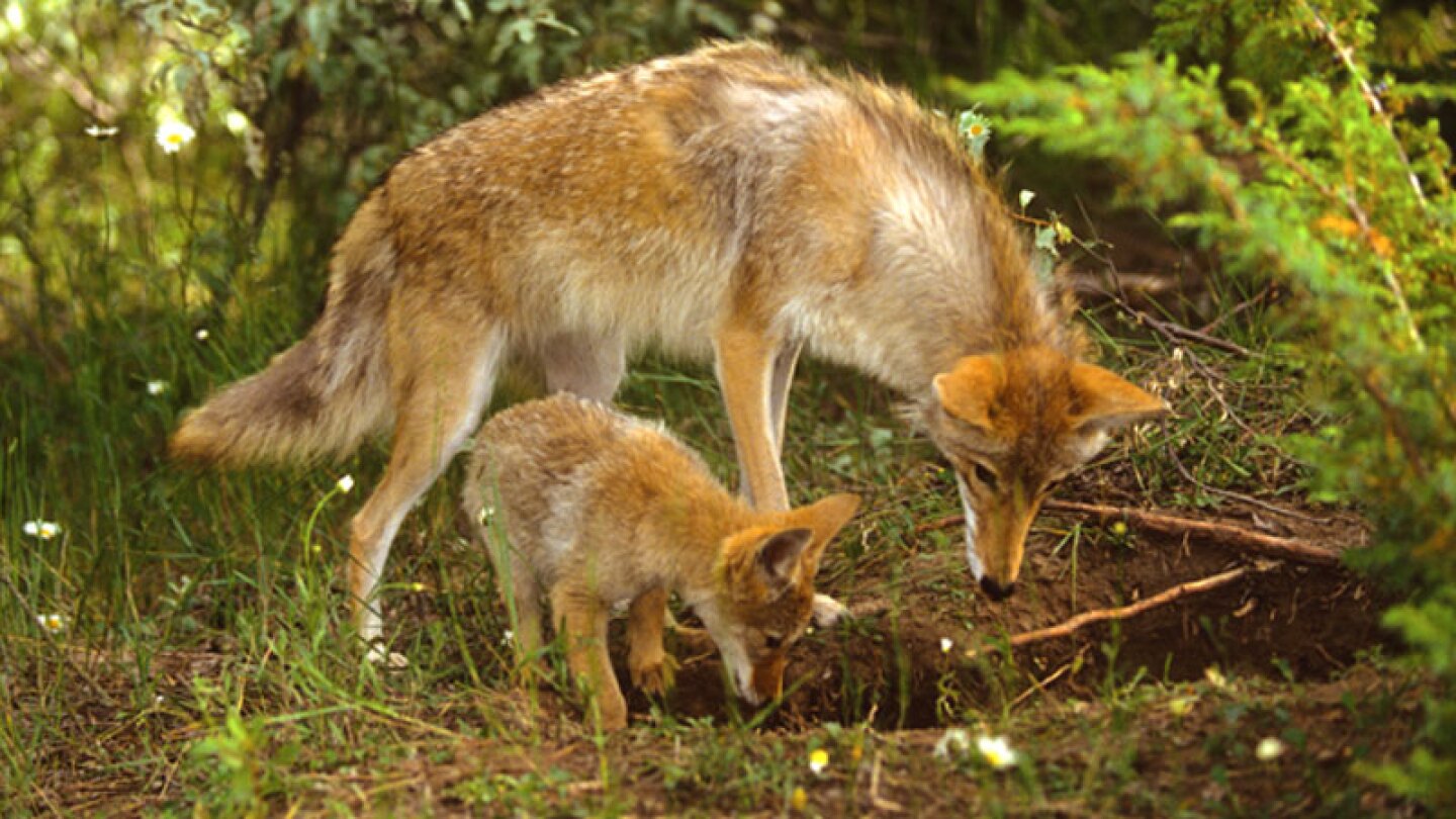 Coyote silvestre n
