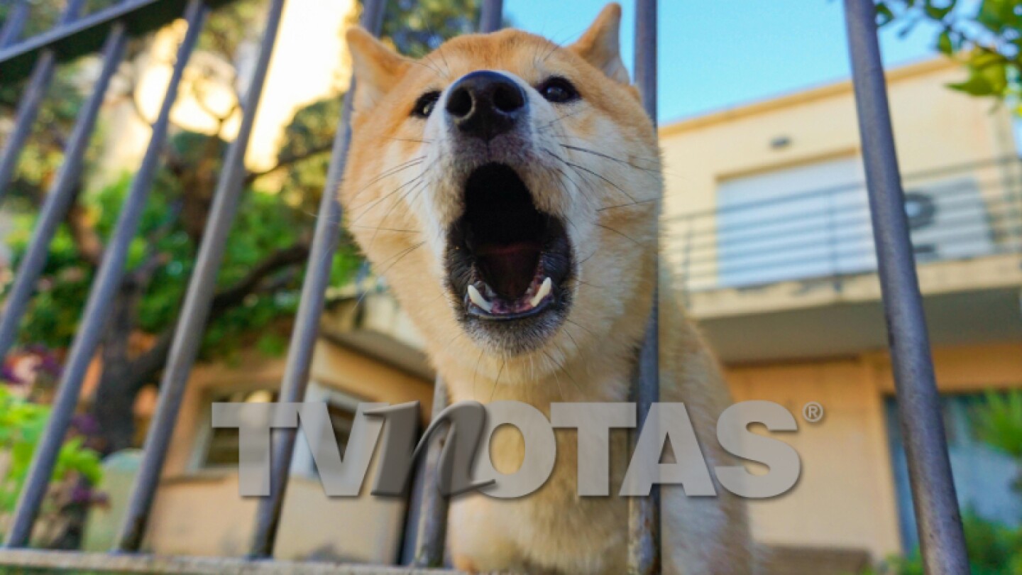 Razones por las que ladra tu perro y cómo evitarlo