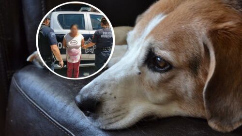 Una mujer deja morir a su perro amarrado y en malas condiciones; ya fue detenida