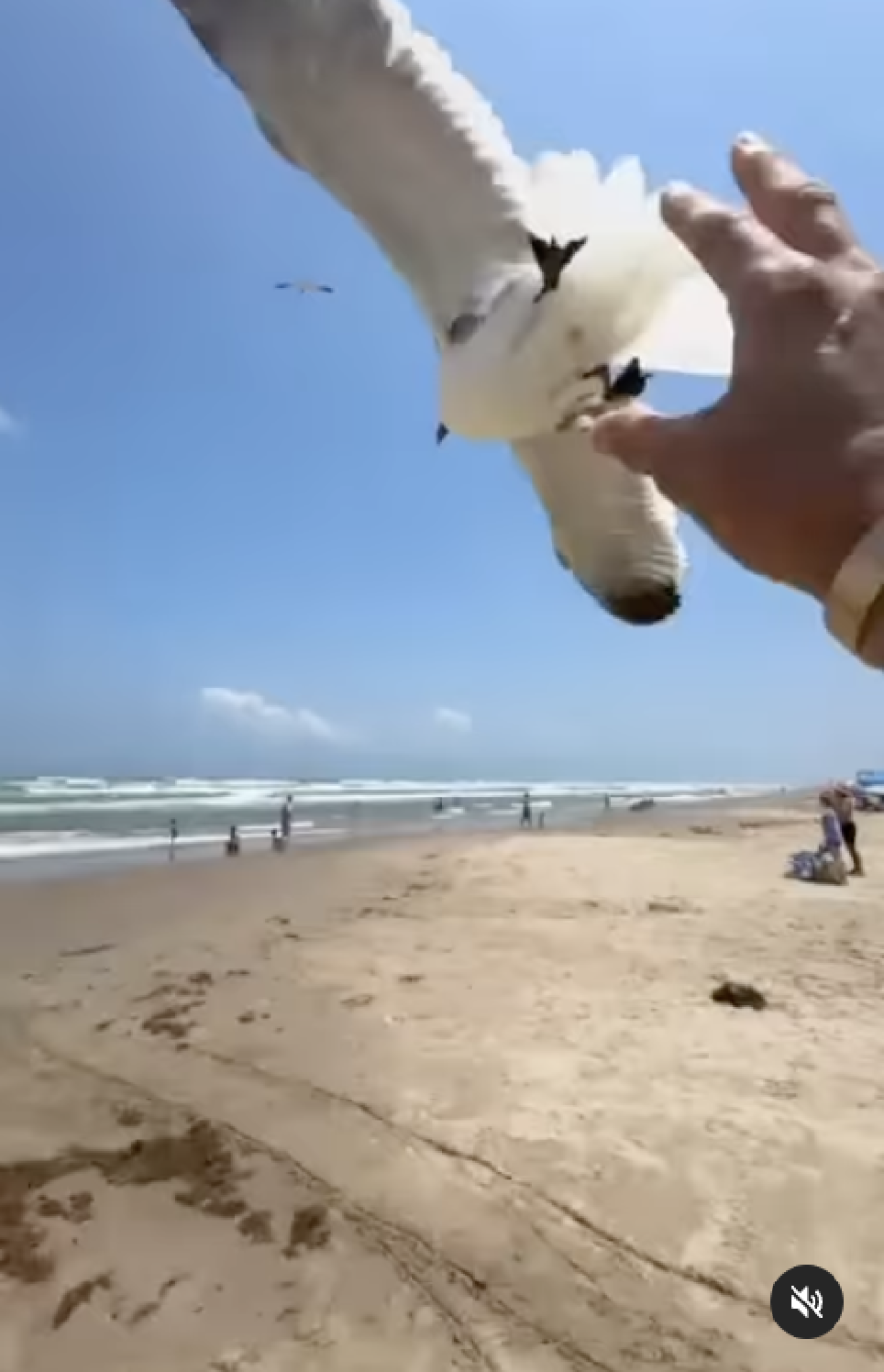 Las redes señalan de maltrato a Poncho De nigirs.