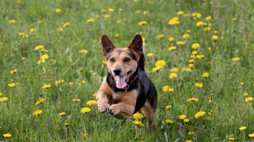 La dueña del perrito nunca creyó que su pequeño peludito fuera tan querido por las personas que lo rodeaban.