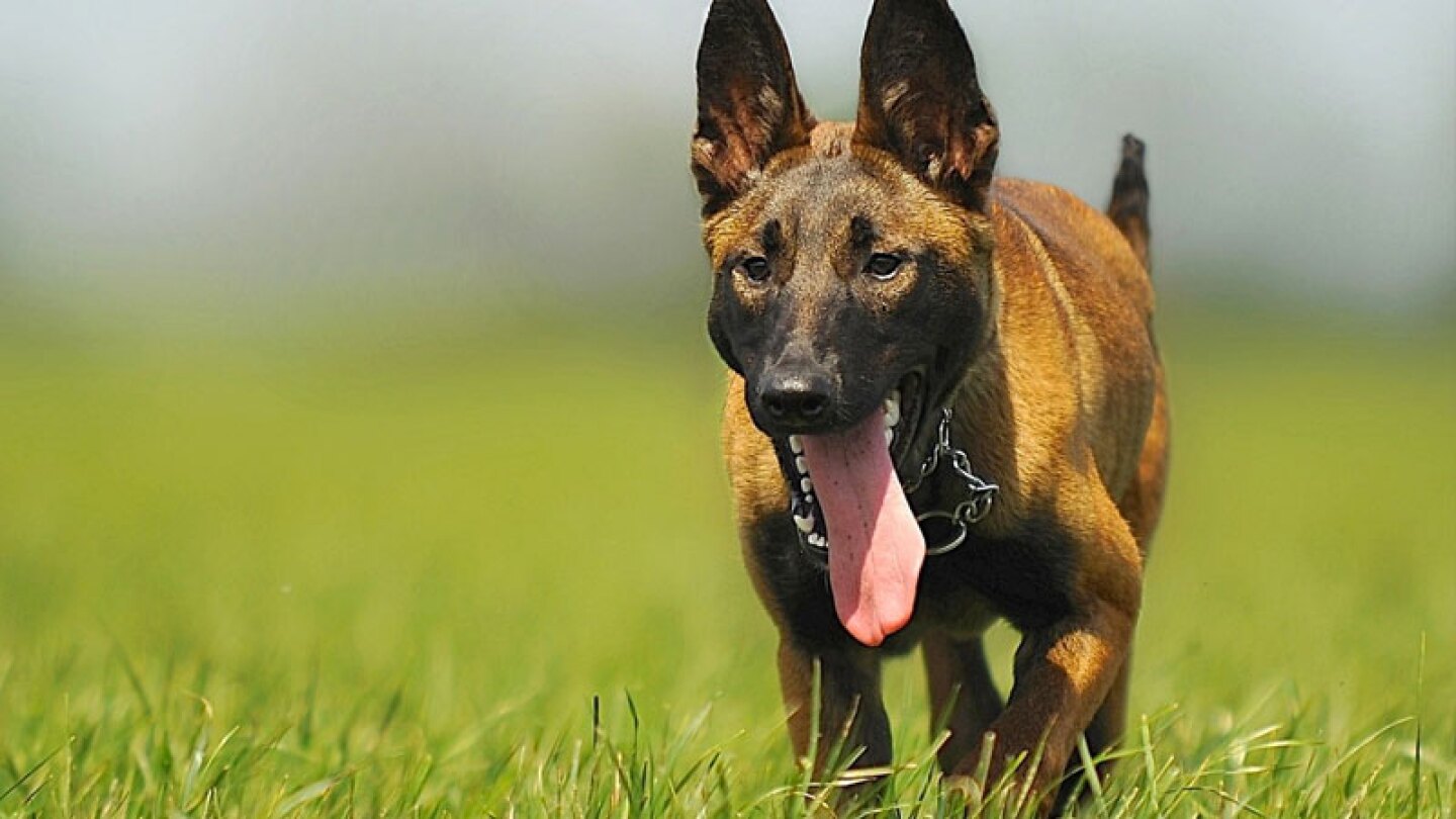 Hombre pierde extremidades de su cuerpo por lamidas de perro