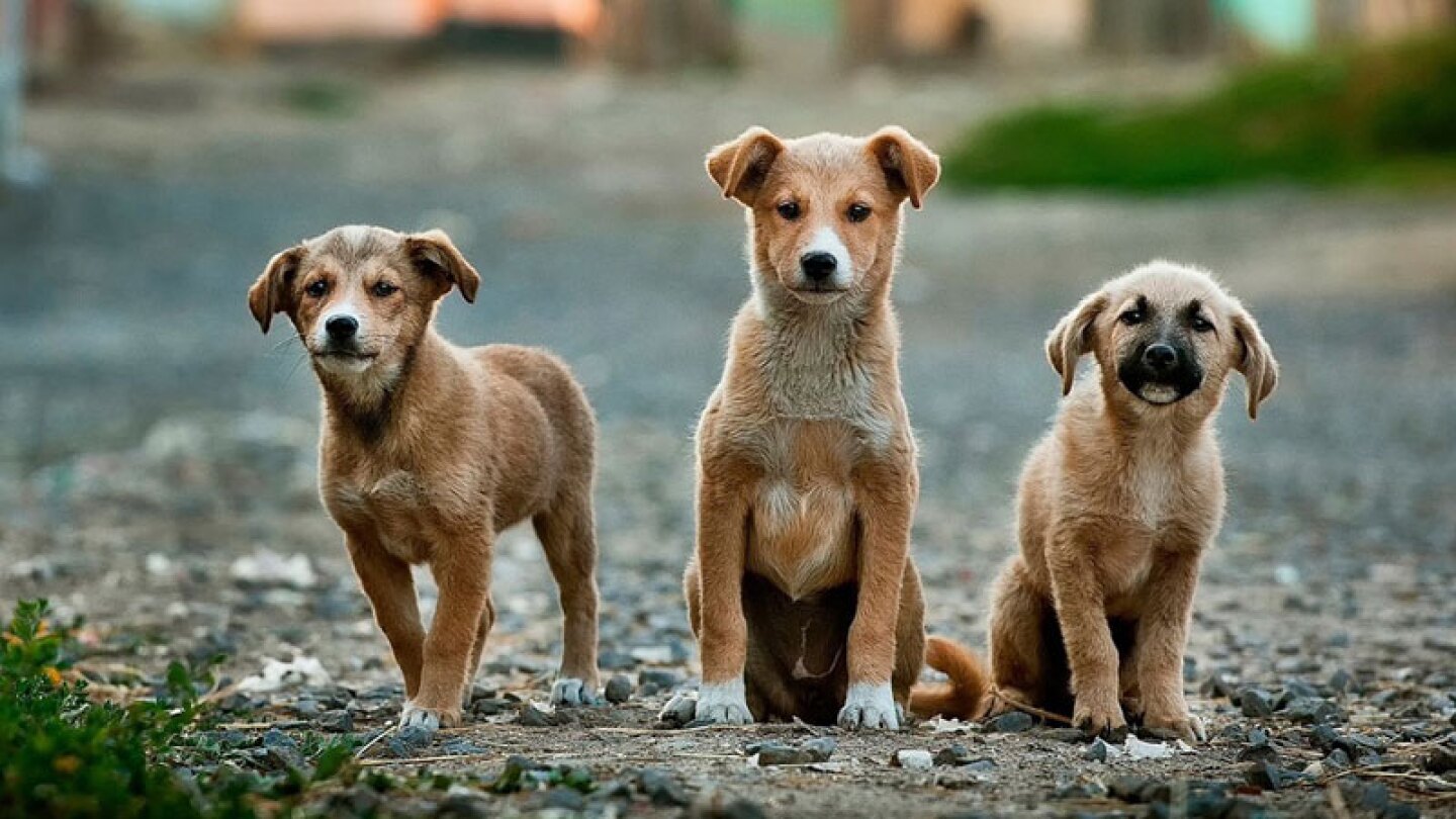 Hoy en día es muy común comprar perritos a muy elevados costos, pero es mejor adoptar que pagar por ellos.