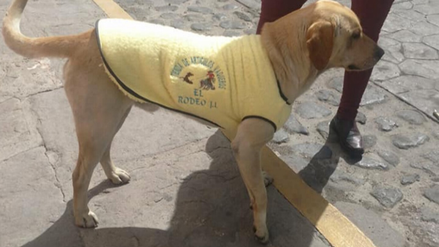 Hombre protege del frío a perritos de la calle