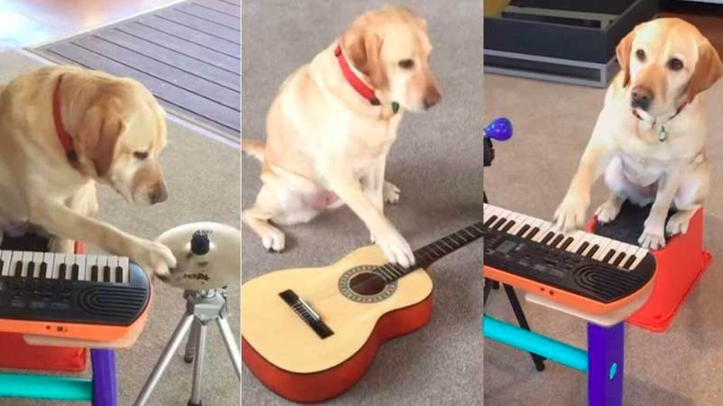 Perrita de terapia sabe de música