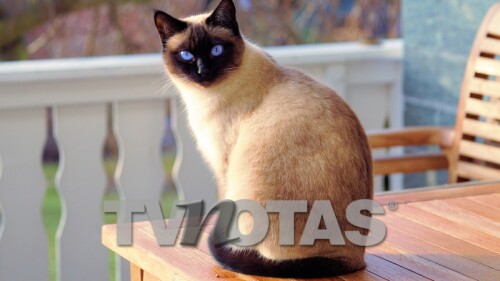 ¿Cómo lidiar con la obesidad en gatos?