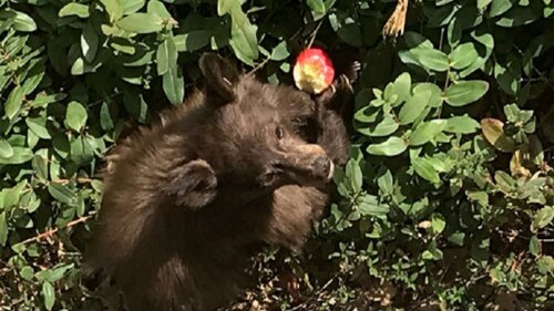 Veterinarios de California detectaron casos de osos con enfermedad neurológica
