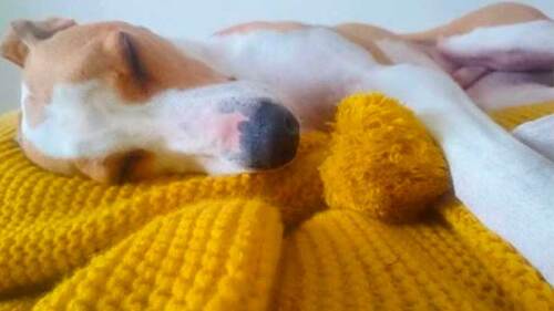 Las frazadas han protegido del frío a muchos cachorros.
