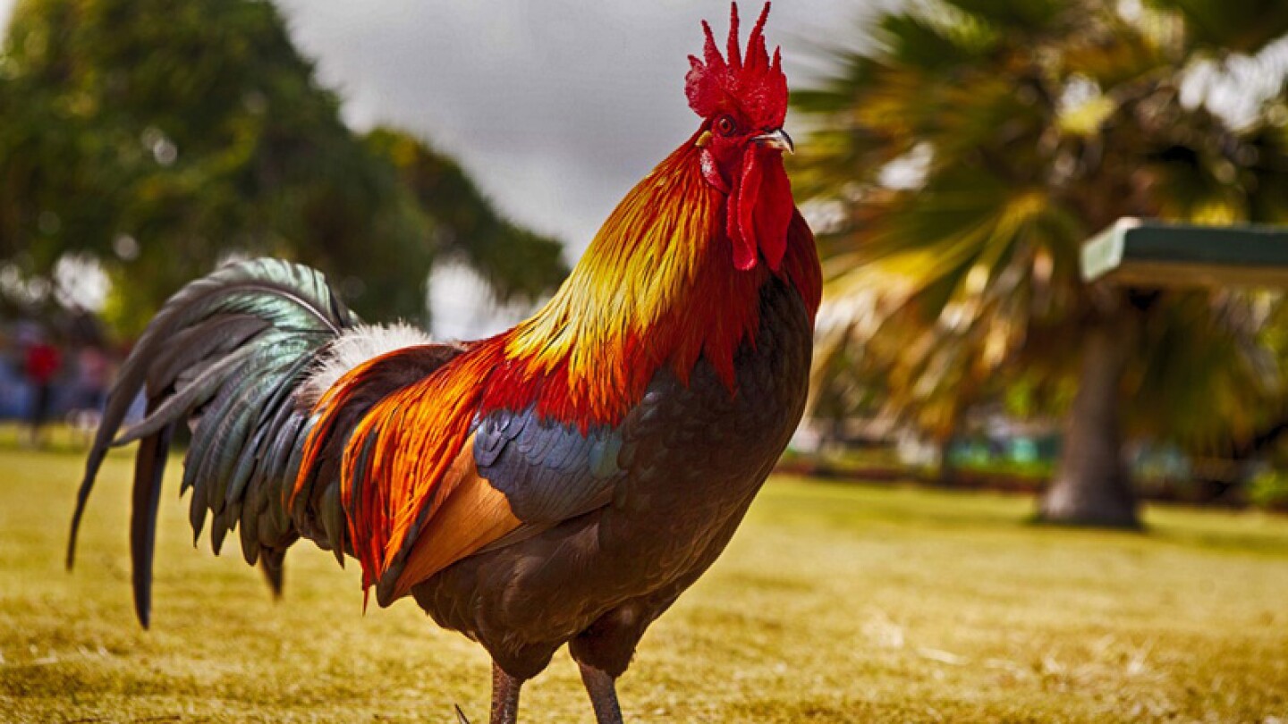 Gallo mascota.