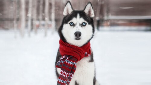 El perro que odia la Navidad