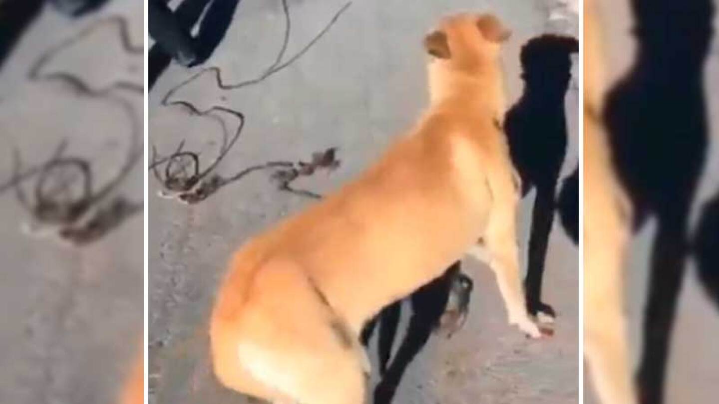 Policía rescata a un perro que era arrastrado del cuello por una motocicleta en San Luis Potosí