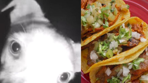 Top viral: Los videos más vistos de la semana
