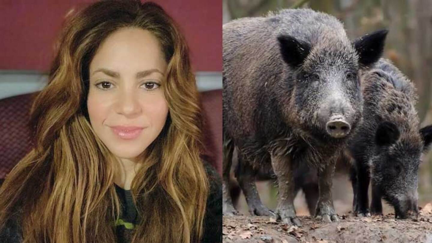 Shakira se defiende de ataque por jabalíes.