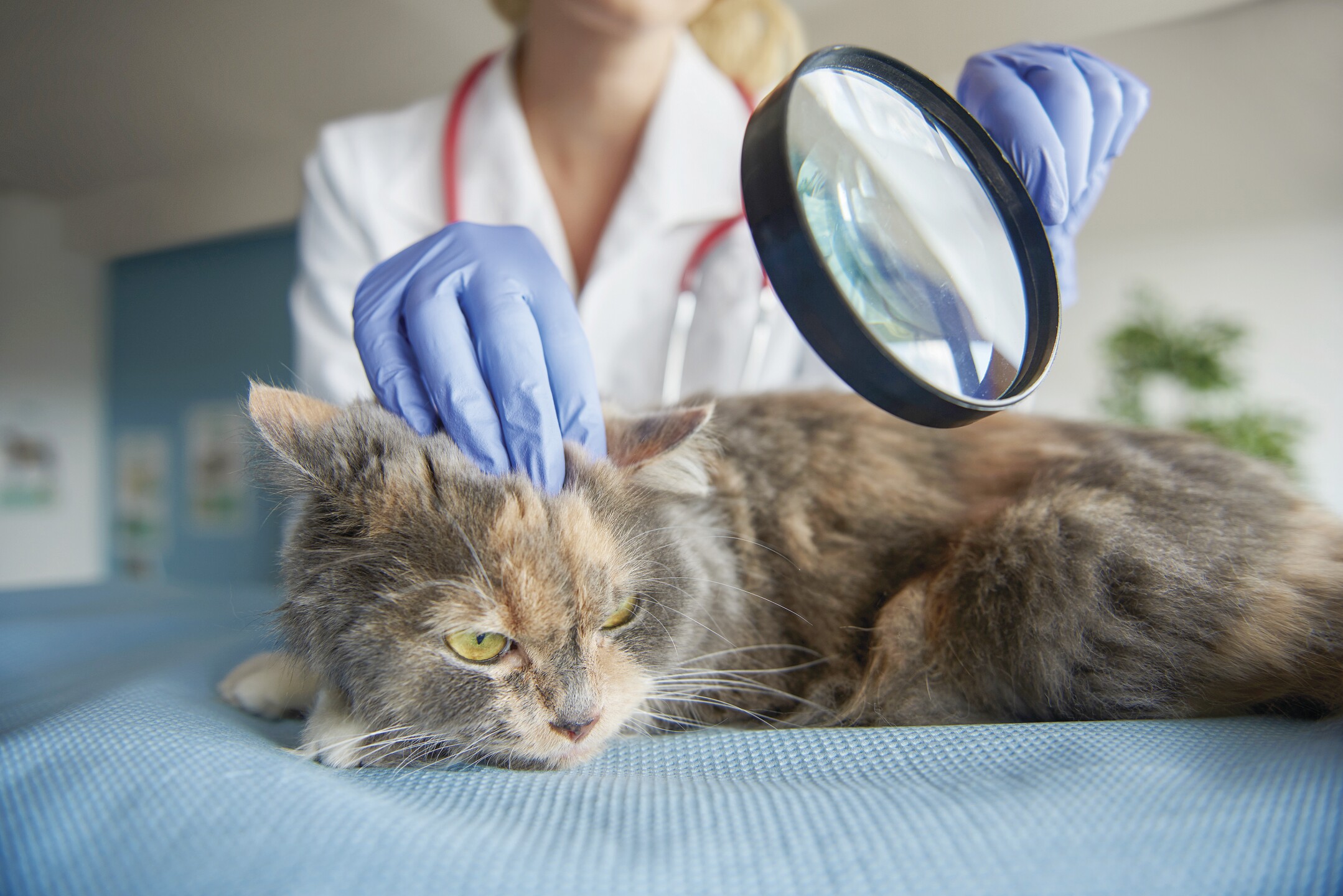 Sida y leucemia gatitos