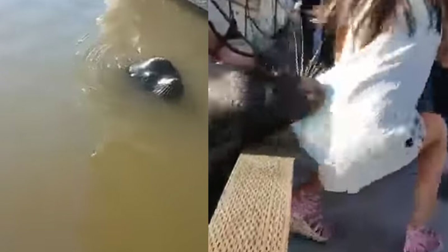 Un señor se aventó al agua para salvarla.