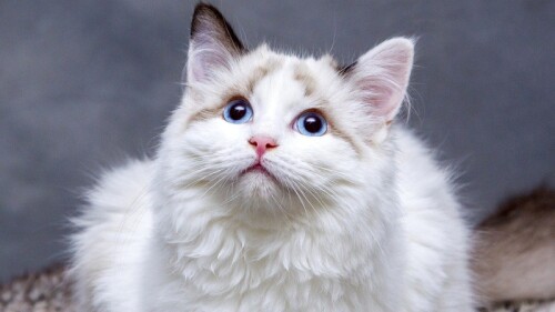 Hipertirodismo en gatos