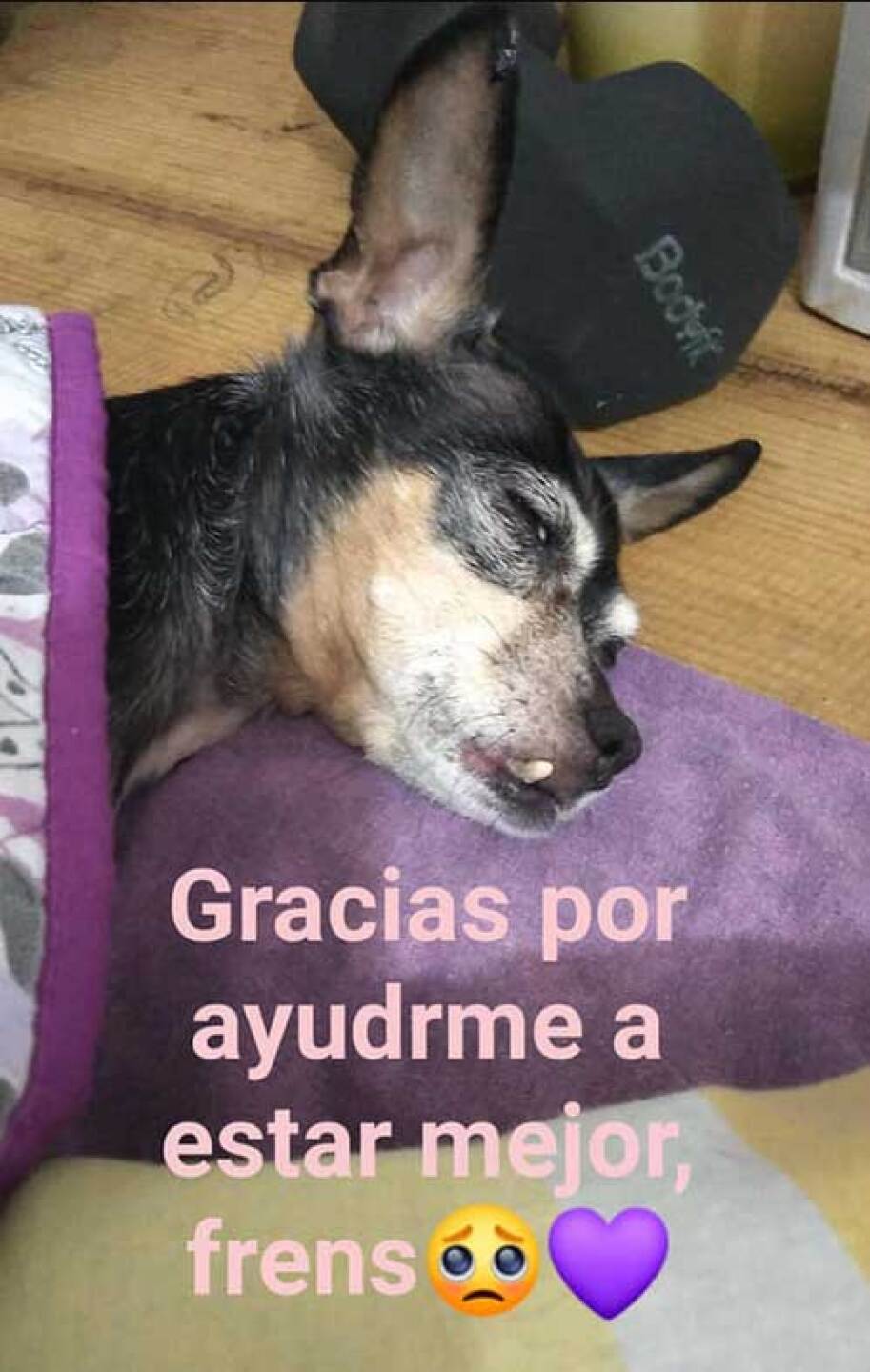 Perrita vende mole