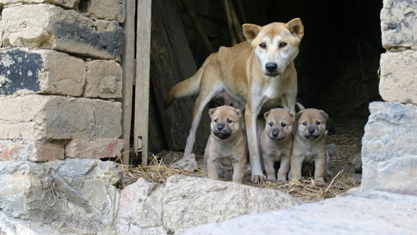 Perrita se conmueve hasta las lágrimas al ser rescatada con todo y sus cachorros