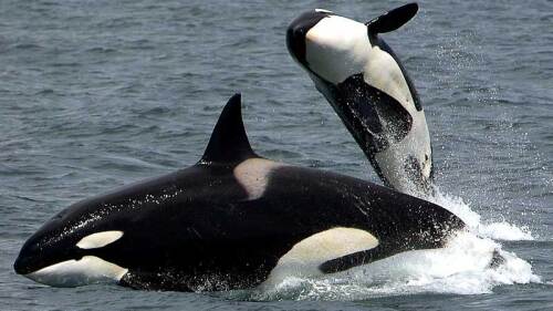 Japón lanza fuerte advertencia, ¡continuará con la caza de ballenas!