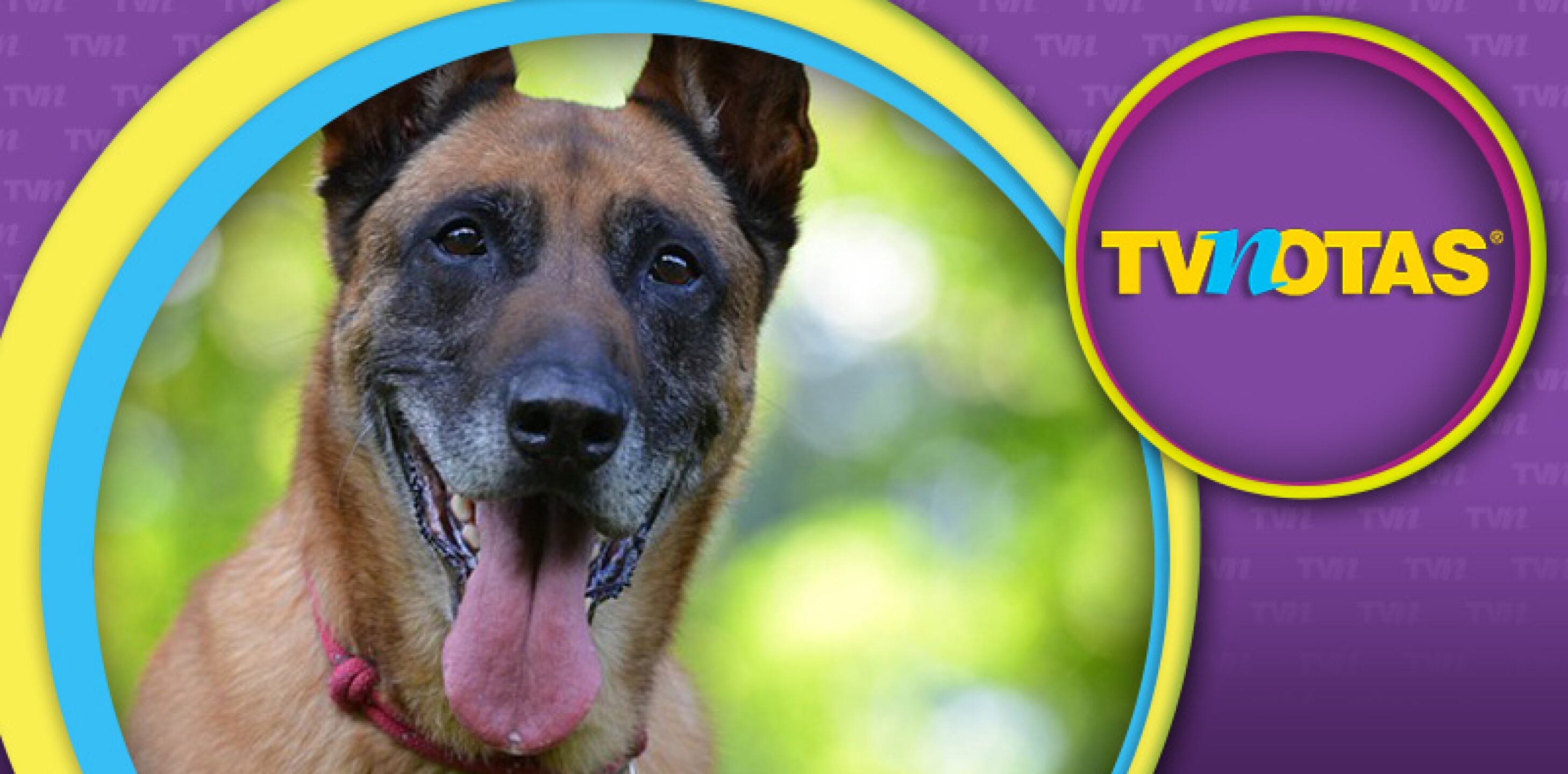 Roban a perrita rescatista Maya